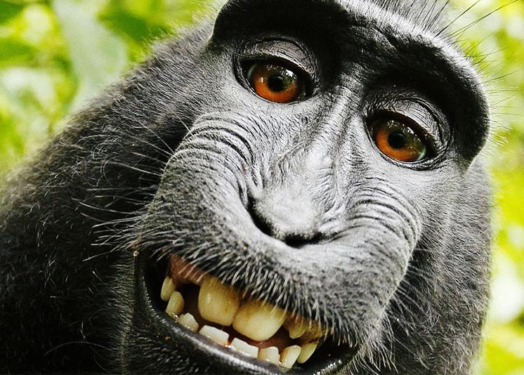Se acaba el conflicto: el selfie del mono no puede tener derechos de autor